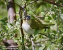 Red-eyed Vireo