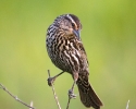 Red-winged Blackbird female