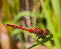 Ruby Meadowhawk Dragonfly
