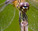 Seaside Dragonlet