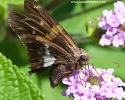 Silver-spotted Skipper