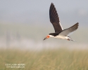 Black Skimmer in flight