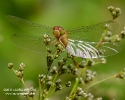 White-faced Meadowhawk Dragonfly