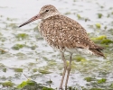 Willet