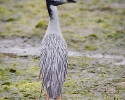Yellow-crowned Night-heron