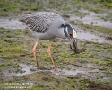 Yellow-crowned Night-heron