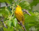 Yellow Warbler