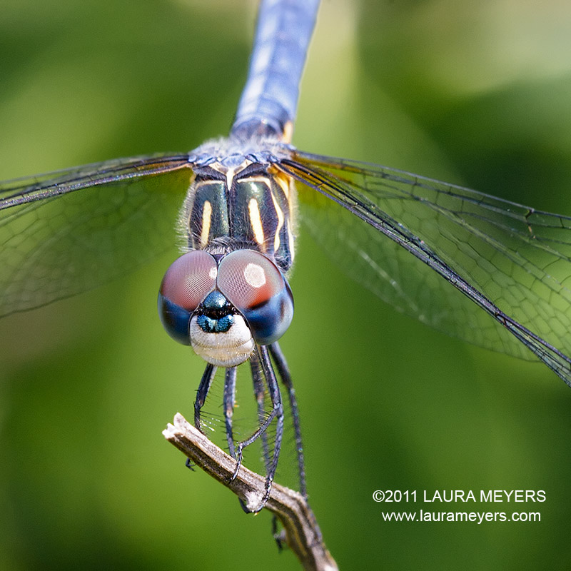 Blue Darner Dragonfly