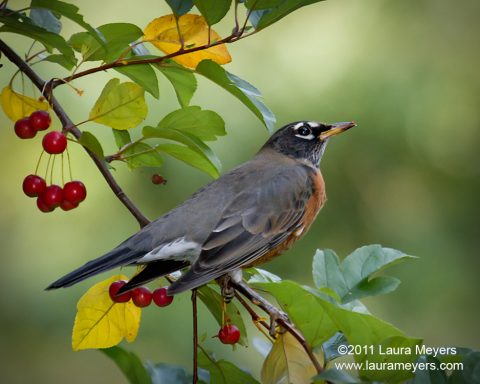 American Robin in Central Park
