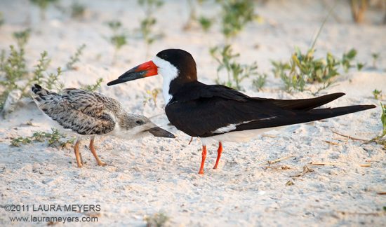 Black Skimmer with Chick