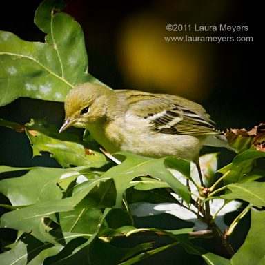 Blackpoll Warbler