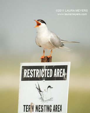 Common Tern