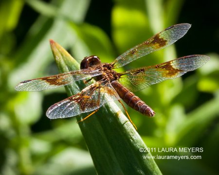 Eastern Amberwing Female Dragonfly