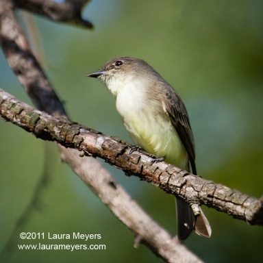 Eastern Phoebe
