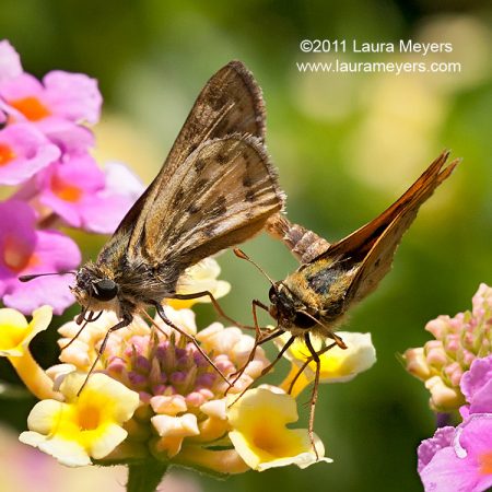 Fiery Skippers mating