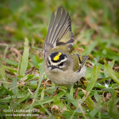 Golden-crowned Kinglet