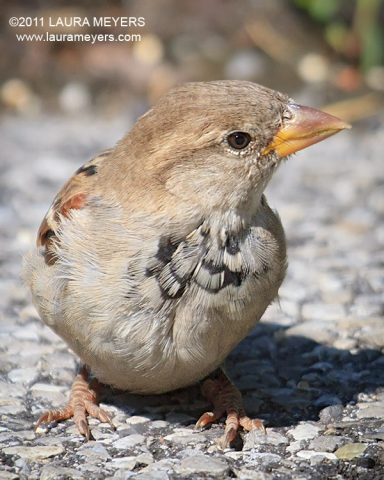 House Sparrow