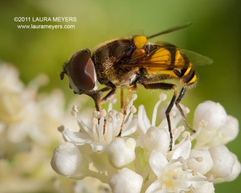 Hoverfly on flower