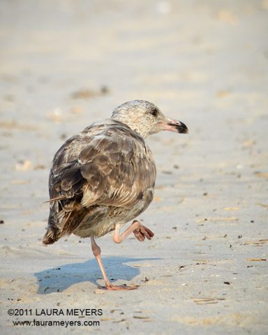 Lesser Black-backed Gull
