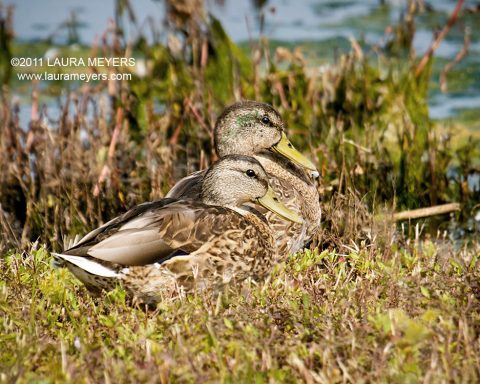 Juvenile Mallard Ducks
