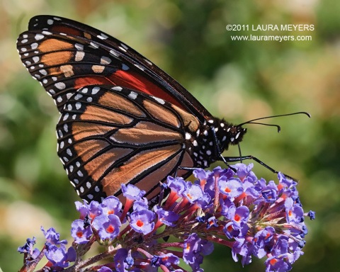 Monarch Butterfly