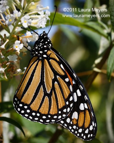 Monarch Butterfly