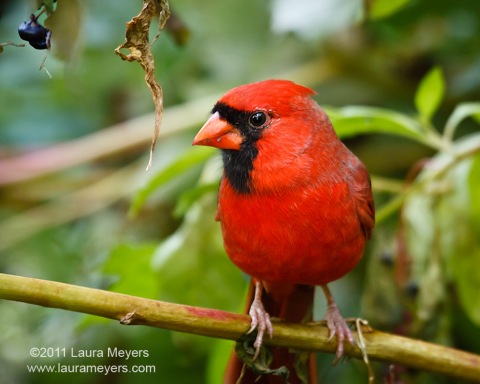 Northern Cardinal Male