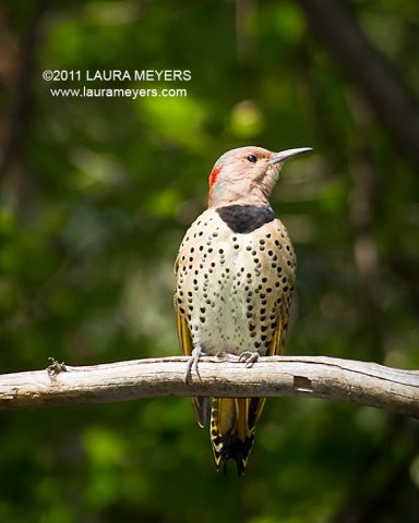 Northern Flicker Yellow-Shafted