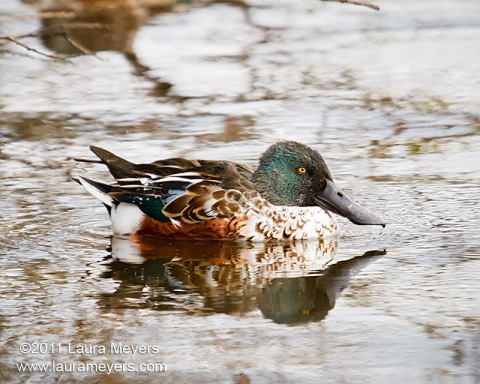 Northern Shoveler Male