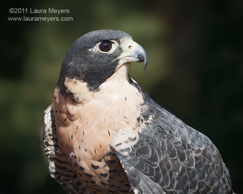 Peregrine Falcon