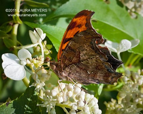 Question Mark Butterfly