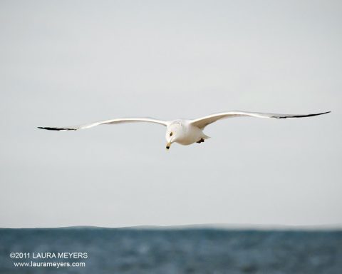 Ring-billed Gull