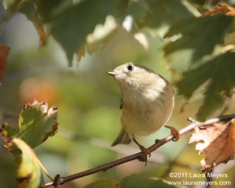 Ruby-crowned Kinglet
