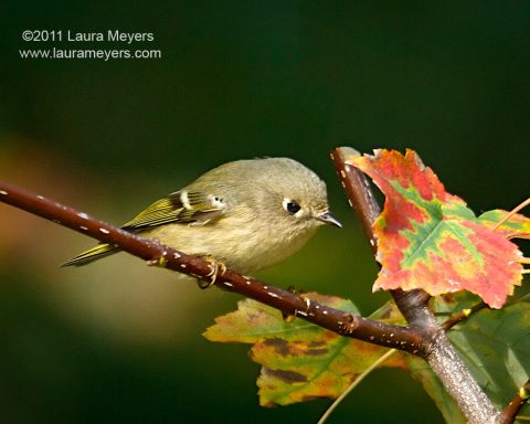 Ruby-crowned Kinglet