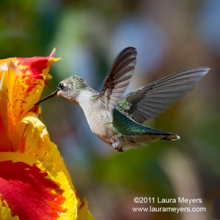 Ruby-throated Hummingbird