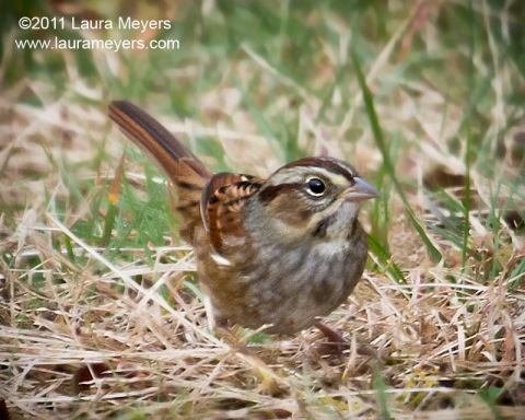 Swamp Sparrow