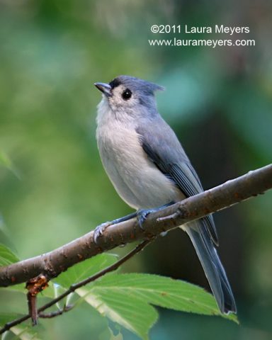 Tufted Titmouse