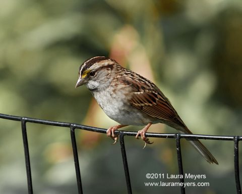 White-throated Sparrow