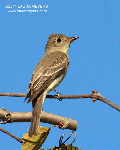 Yellow-bellied Flycatcher