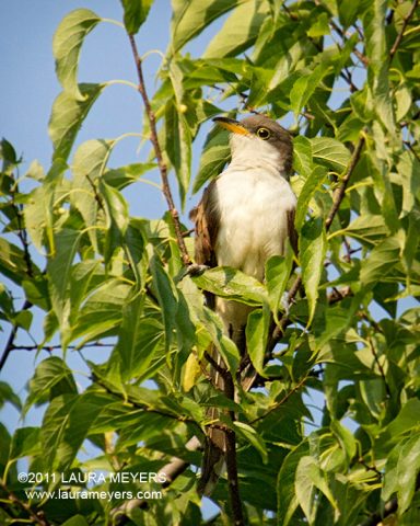 Yellow-billed Cuckoo on tree