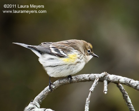 Yellow-rumped Warbler