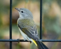 American Redstart