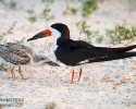 Black Skimmer with Chick