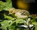 Blackpoll Warbler