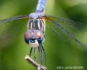 Blue Darner Dragonfly