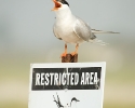 Common Tern