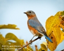 Eastern Bluebird
