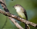 Eastern Phoebe