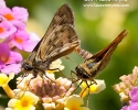 Fiery Skippers mating