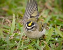 Golden-crowned Kinglet